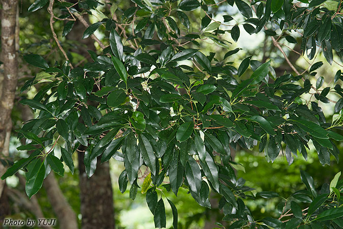 リュウキュウモクセイ Osmanthus marginatus