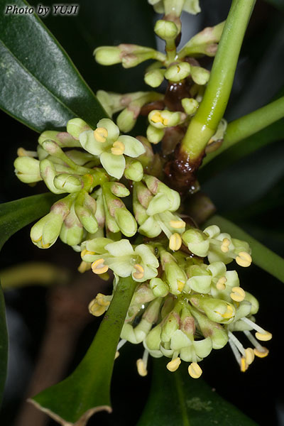 リュウキュウモクセイ Osmanthus marginatus