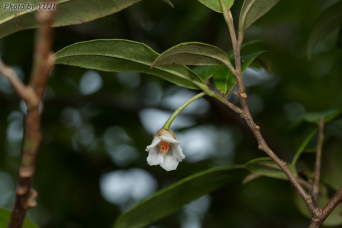 リュウキュウナガエサカキ Adinandra ryukyuensis