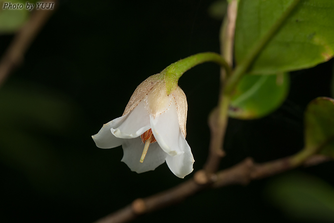 リュウキュウナガエサカキ Adinandra ryukyuensis