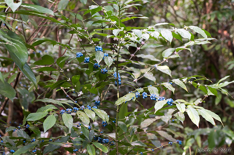 リュウキュウルリミノキ Lasianthus fordii var.fordii