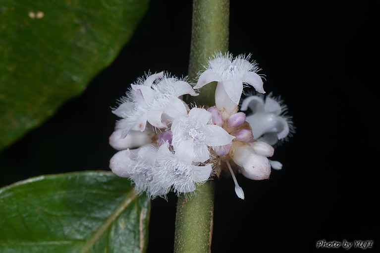 リュウキュウルリミノキ Lasianthus fordii var.fordii