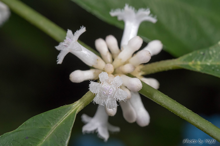 リュウキュウルリミノキ Lasianthus fordii var.fordii