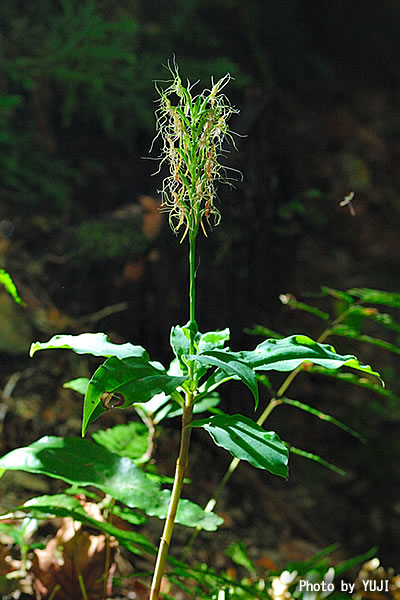 リュウキュウサギソウ（ナメラサギソウ） Habenaria pantlingiana