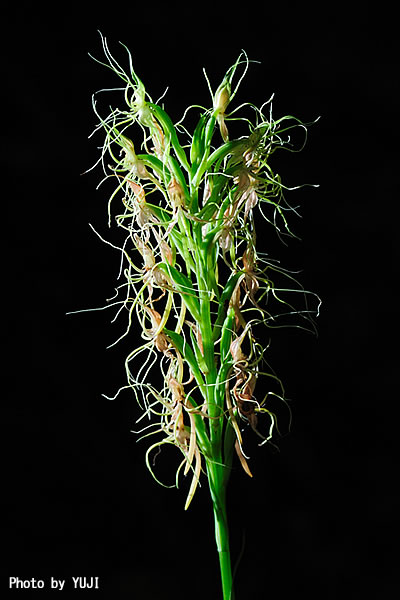 リュウキュウサギソウ（ナメラサギソウ） Habenaria pantlingiana