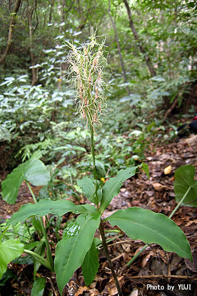 リュウキュウサギソウ（ナメラサギソウ） Habenaria pantlingiana