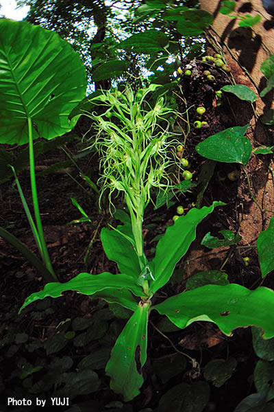 リュウキュウサギソウ（ナメラサギソウ） Habenaria pantlingiana