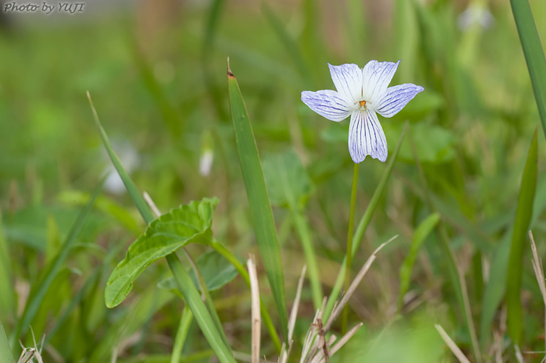 リュウキュウシロスミレ iola betonicifolia var. oblongo-sagittata