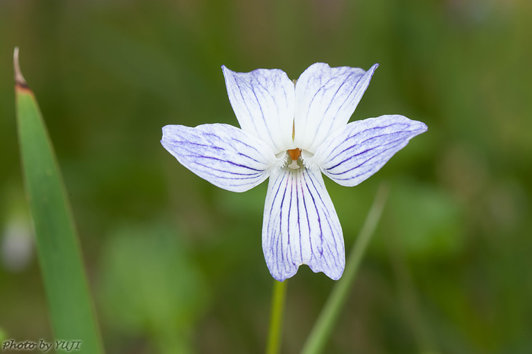 リュウキュウシロスミレ iola betonicifolia var. oblongo-sagittata