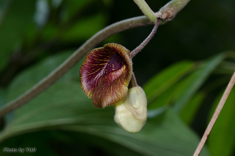 リュウキュウウマノスズクサ Aristolochia liukiuensis