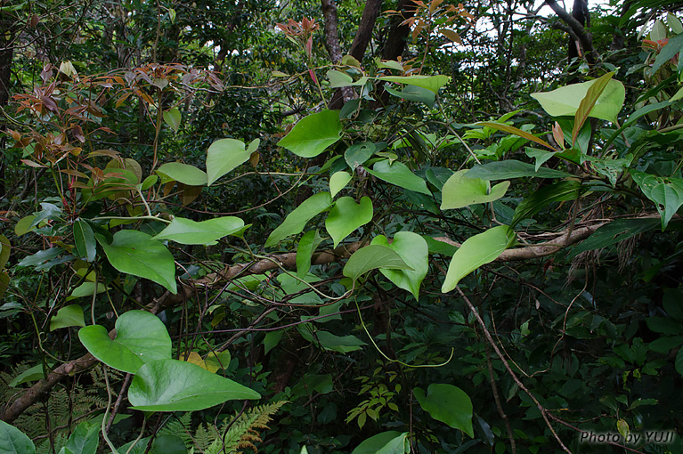 リュウキュウウマノスズクサ Aristolochia liukiuensis