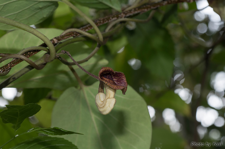 リュウキュウウマノスズクサ Aristolochia liukiuensis