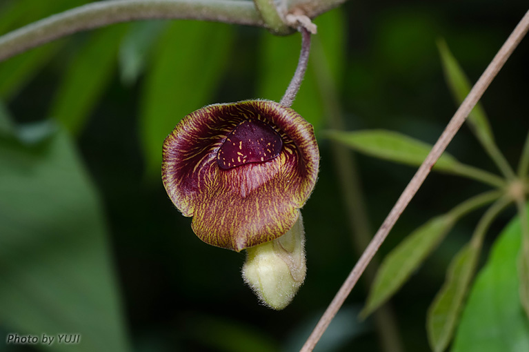 リュウキュウウマノスズクサ Aristolochia liukiuensis