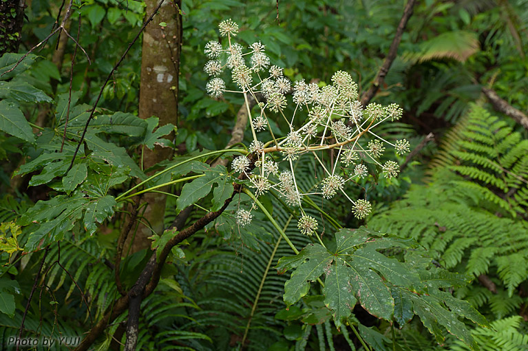 リュウキュウヤツデ Fatsia japonica var.liukiuensis