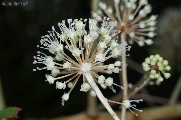 リュウキュウヤツデ Fatsia japonica var.liukiuensis