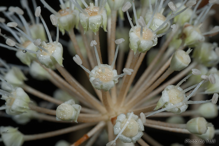 リュウキュウヤツデ Fatsia japonica var.liukiuensis