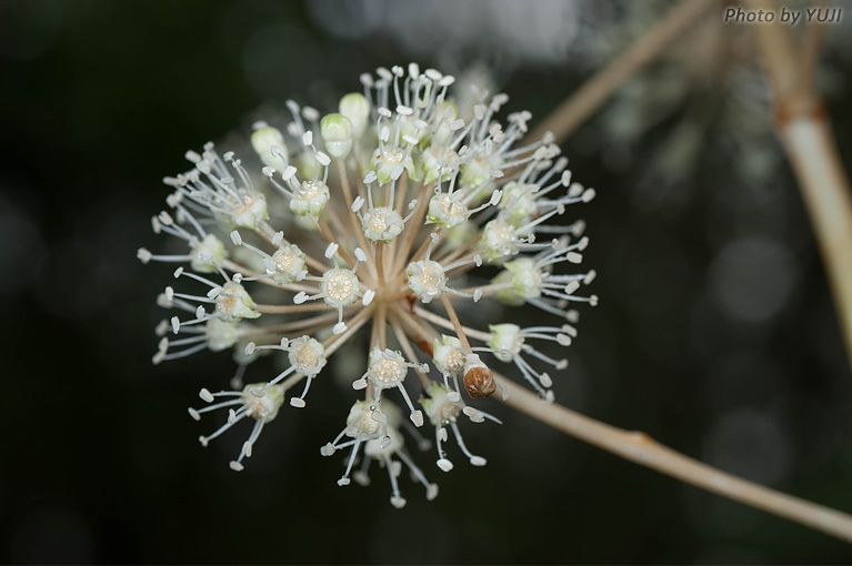 リュウキュウヤツデ Fatsia japonica var.liukiuensis