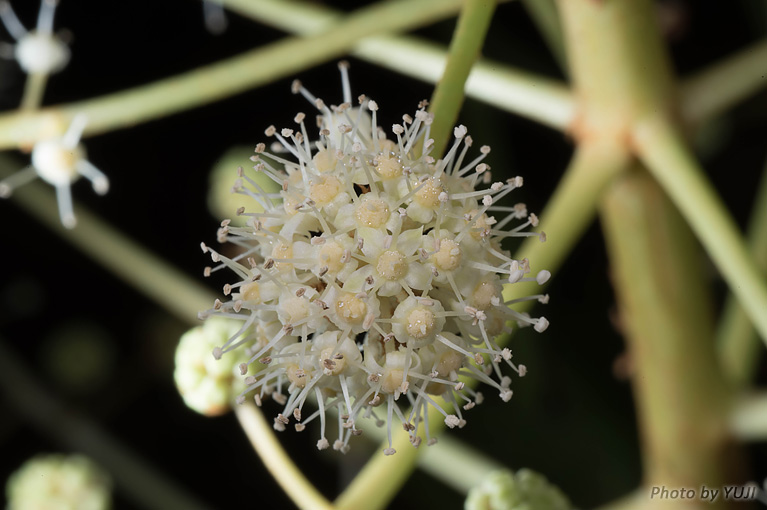 リュウキュウヤツデ Fatsia japonica var.liukiuensis