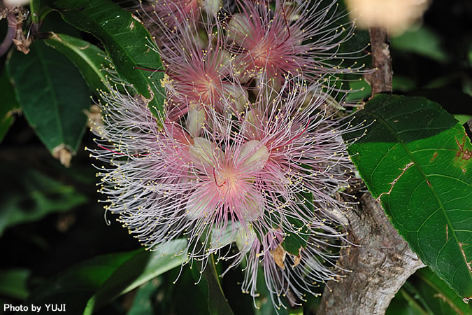 サガリバナ Barringtonia racemosa