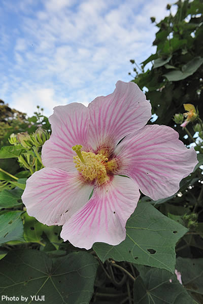 サキシマフヨウ Hibiscus makinoi