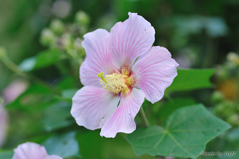 サキシマフヨウ Hibiscus makinoi