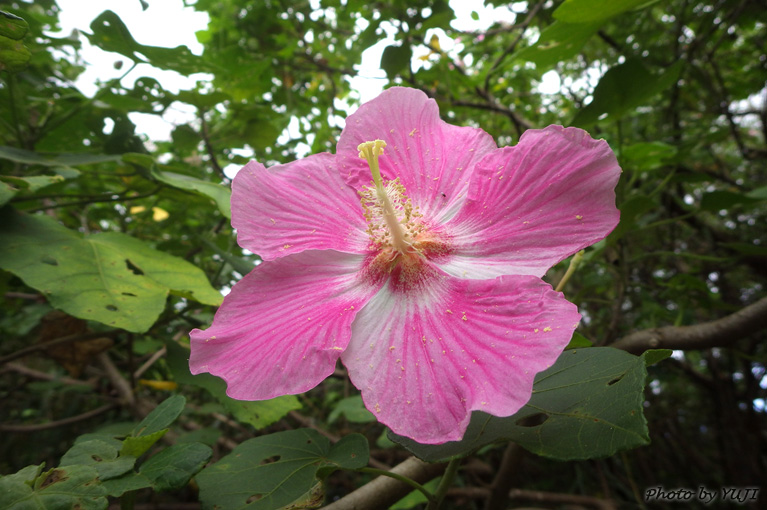 サキシマフヨウ Hibiscus makinoi