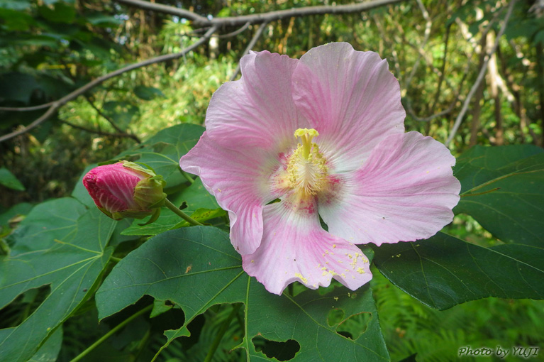 サキシマフヨウ Hibiscus makinoi