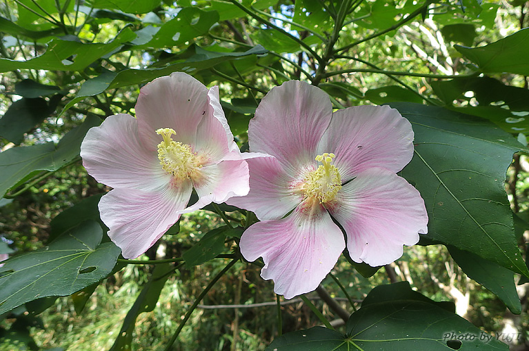 サキシマフヨウ Hibiscus makinoi