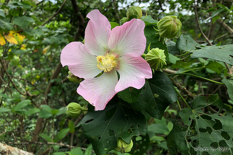 サキシマフヨウ Hibiscus makinoi