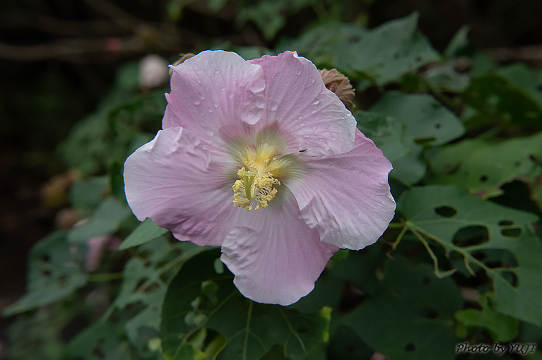 サキシマフヨウ Hibiscus makinoi