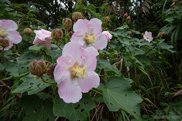 サキシマフヨウ Hibiscus makinoi