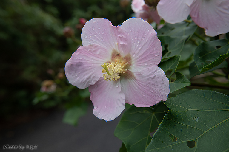 サキシマフヨウ Hibiscus makinoi