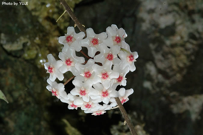 サクララン Hoya carnosa