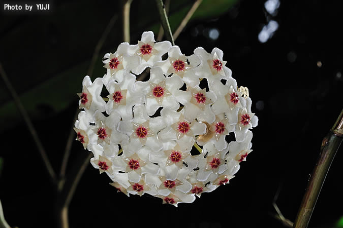 サクララン Hoya carnosa