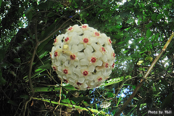 サクララン Hoya carnosa