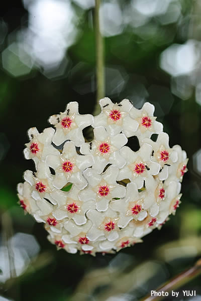 サクララン Hoya carnosa