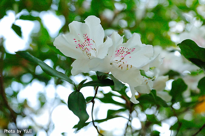 サクラツツジ Rhododendron tashiroi