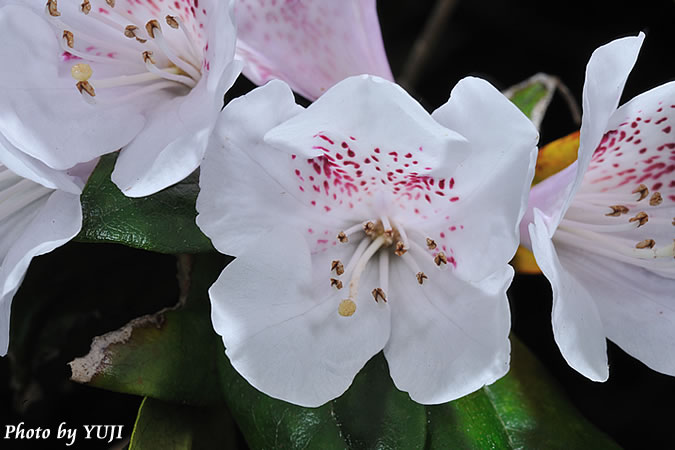 サクラツツジ Rhododendron tashiroi