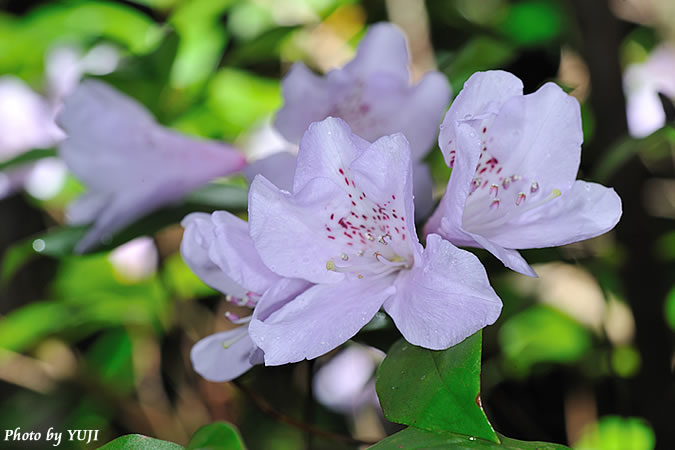 サクラツツジ Rhododendron tashiroi