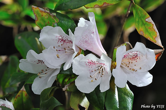 サクラツツジ Rhododendron tashiroi