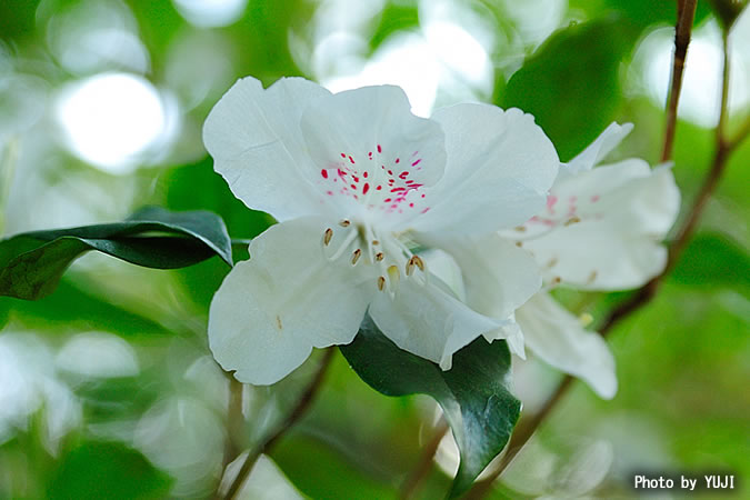 サクラツツジ Rhododendron tashiroi