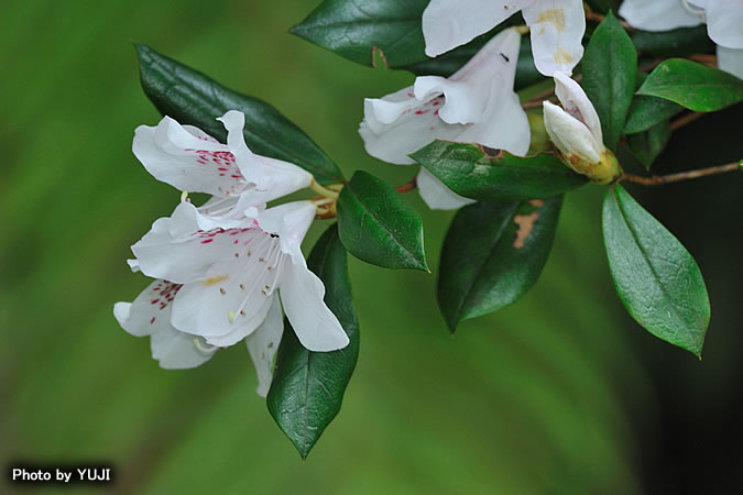 サクラツツジ Rhododendron tashiroi