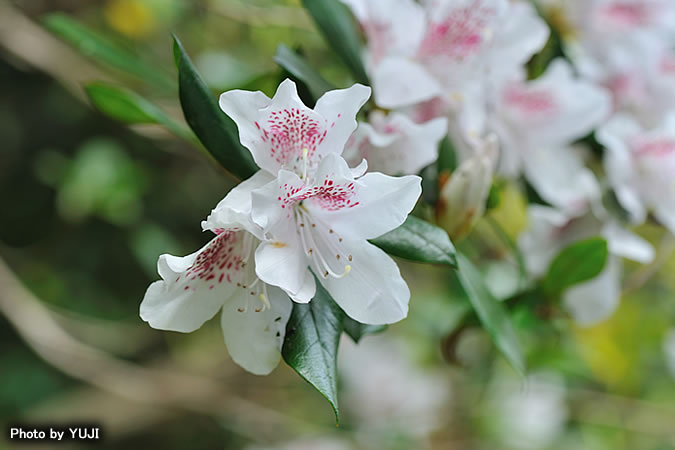 サクラツツジ Rhododendron tashiroi