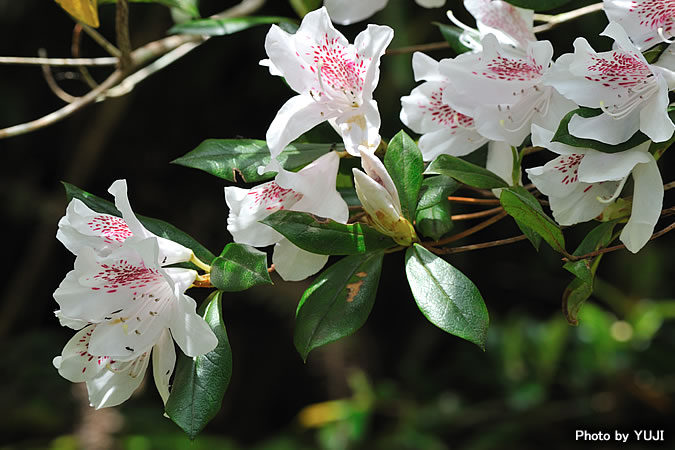 サクラツツジ Rhododendron tashiroi