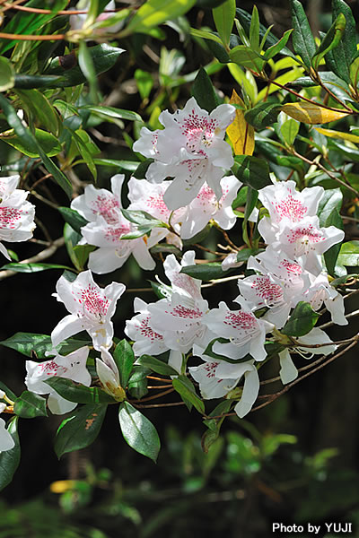 サクラツツジ Rhododendron tashiroi