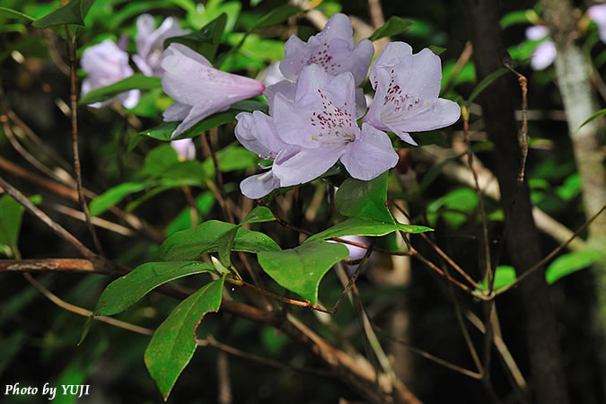 サクラツツジ Rhododendron tashiroi