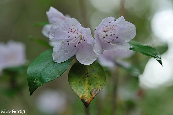 サクラツツジ Rhododendron tashiroi