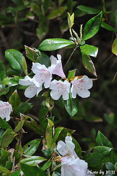 サクラツツジ Rhododendron tashiroi