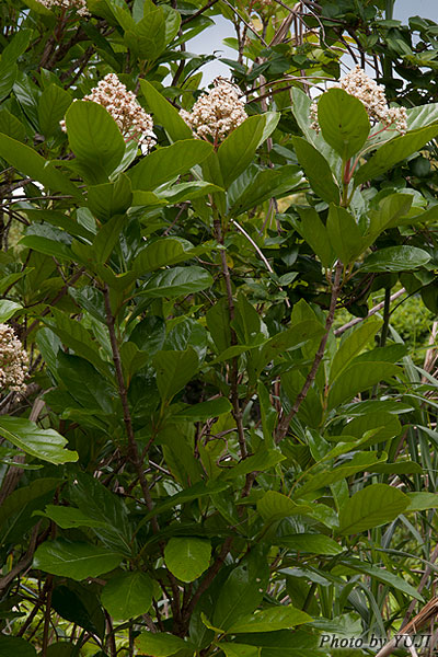 サンゴジュ Viburnum odoratissimum var. awabuki