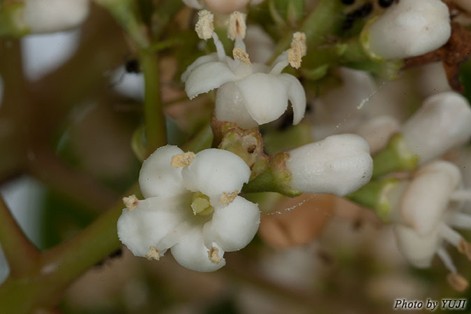 サンゴジュ Viburnum odoratissimum var. awabuki